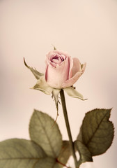 flower design  black Vintage beautiful flowers made with color f