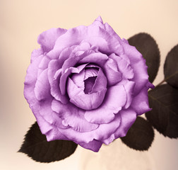 flower design  black Vintage beautiful flowers made with color f
