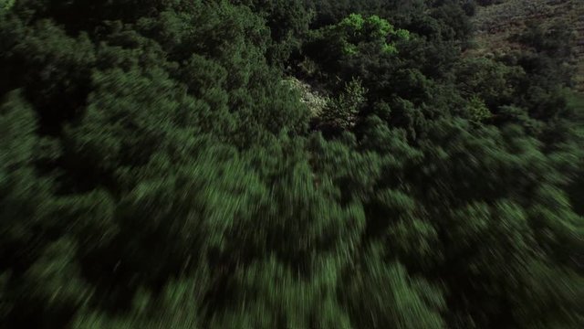 Fast, low flight over trees. Shot in 2002.