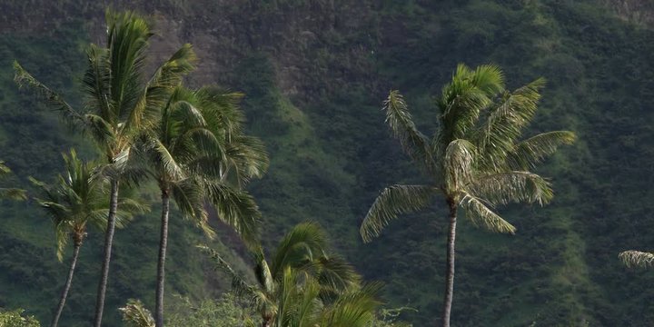 Palm trees swaying against a background of green Hawaiian mountainside