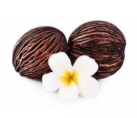 Suicide tree and Plumeria or frangipani  isolated on white backg