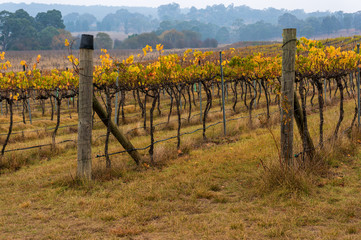 Fototapeta na wymiar Autumn vineyard rows with yellow leaves and eucalyptus forest on the background. Australian outback rural farm