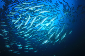 Fototapeta na wymiar Tuna fish in sea