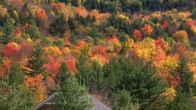 Zoom-out from autumn woods to homes nestled among the fall colors