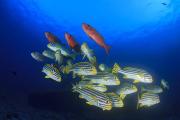 Tropical fish, coral reef, underwater sea ocean