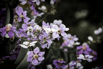 flower on black flower design
