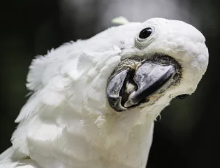 Crédence de cuisine en verre imprimé Perroquet white bird parrot cockatoo head
