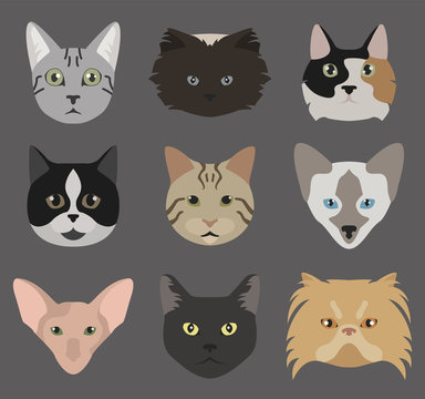 Cat breeds icon set flat style