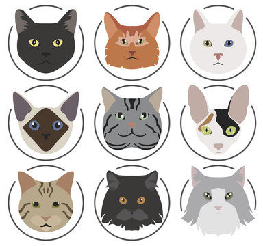 Cat breeds icon set flat style