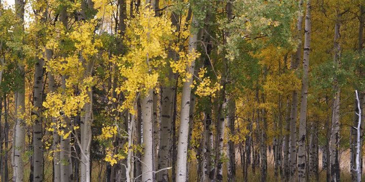 autumn aspen trees in Grand Teton National Park in Wyoming