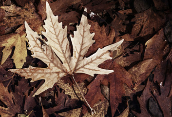 Autumn leaves