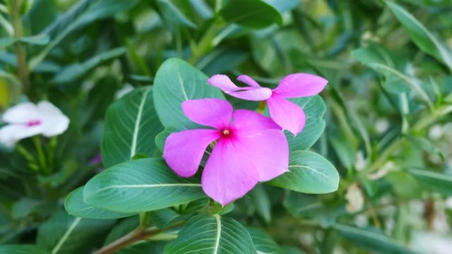 Catharanthus roseus