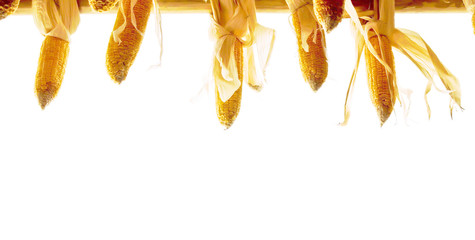 Dry sweet corn on white.