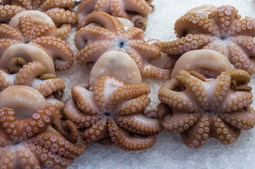 Raw fresh octopus on ice. Seafood restaurant, cafe display, showcase. Selective focus