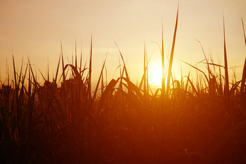 Silhouettes of trees at sunset.