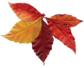  red  leafs autumn tree isolated