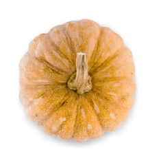 Fresh pumpkin on white background