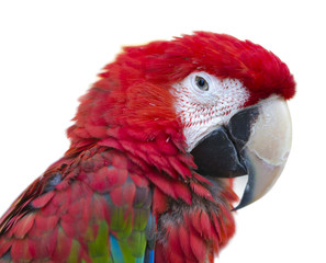 Parrot bird macaw