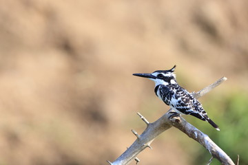 Pied Kingfisher (Ceryle rudis) in Queen Elizabeth National Park, Uganda

