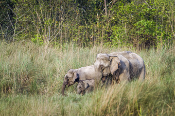 Asian Elephant in Bardia national park, Nepal