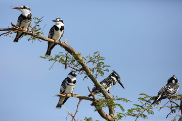 Pied Kingfisher (Ceryle rudis) in Queen Elizabeth National Park, Uganda


