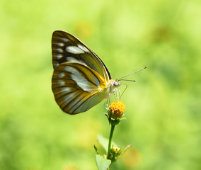 Fototapeta premium Orange Butterfly on flower in the garden