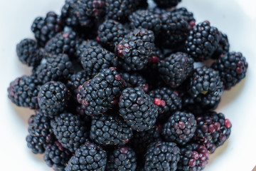 Blackberries on white background