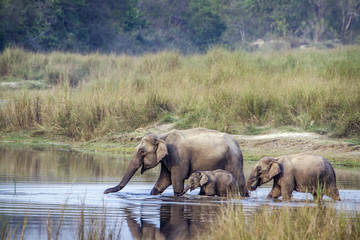 Fototapeta premium Asian Elephant in Bardia national park, Nepal