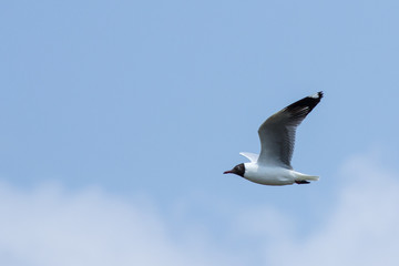 The seagull.