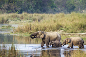 Obraz premium Asian Elephant in Bardia national park, Nepal