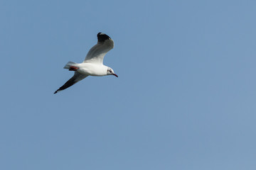 Fototapeta na wymiar The seagull.