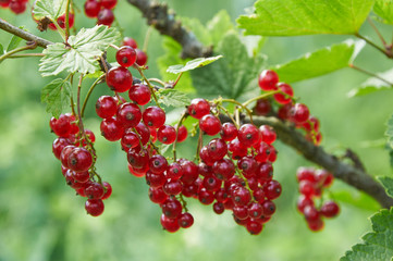 Branch of red currant with ripe berries