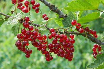 Branch of red currant with ripe berries