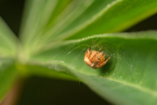 little spider macro image
