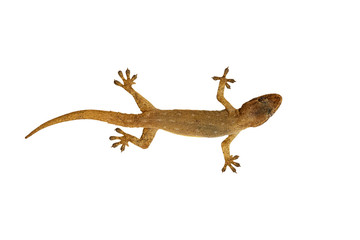 lizard isolated on white