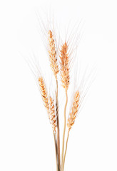 Closeup of barley ear over a white background