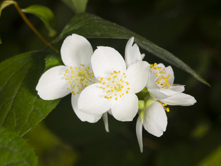 Fototapeta premium White flowers on mock-orange shrub with bokeh background, macro, selective focus, shallow DOF