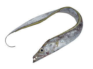 Cutlass fish on white background,Hairtail fish,Largehead Hairtail fish 