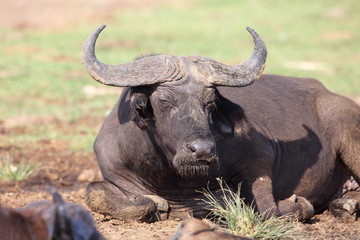 African buffalo (Syncerus caffer) in Queen Elizabeth National Park, Uganda

