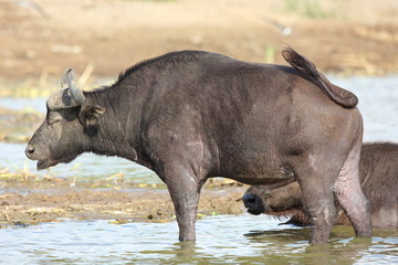 African buffalo (Syncerus caffer) in Queen Elizabeth National Park, Uganda

