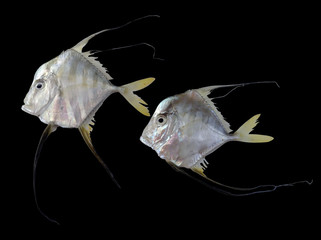 Longfin trevally fish on black background,cobbler fish,beautiful ornamental fish 