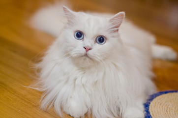 Fototapeta premium cat scared