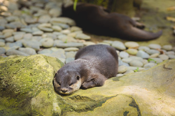 Otter is lying on the stones
