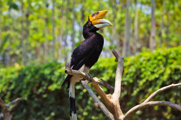 Hornbill is sitting on a tree branch