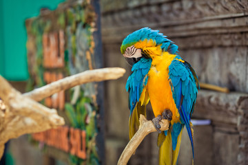Parrot ara is sitting on the branch