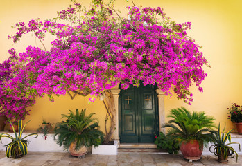 typical greek alley with beautiful pink flower in Corfu island, Greece - obrazy, fototapety, plakaty