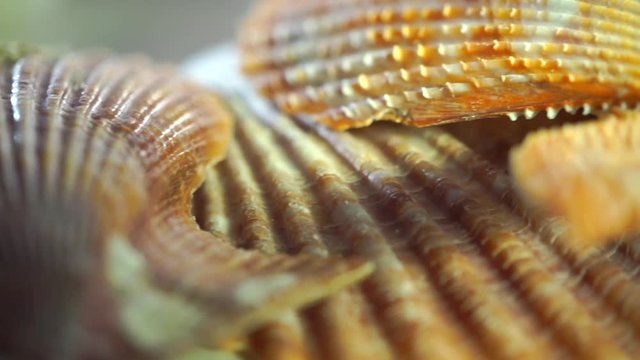 Flat seashells macro pan shot