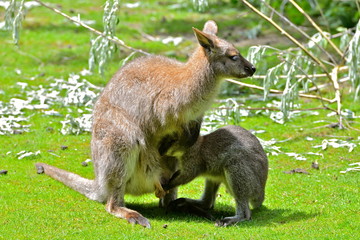 Kangourou et son petit