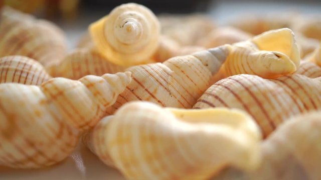 Small seashells macro pan shot