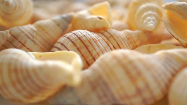 Small light shells macro pan video